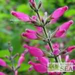 Salvia involucrata 'Bethellii'