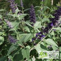 Salvia x 'Anthony Parker'