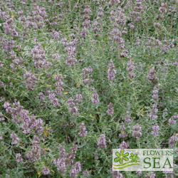 Salvia x 'Bee's Bliss'