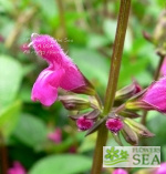 Salvia chiapensis