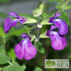 Salvia x 'Christine Yeo'