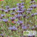 Salvia clevelandii 'Winnifred Gilman'