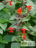 Salvia coccinea 'Forest Fire'