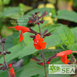 Salvia coccinea 'Forest Fire'