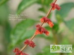 Salvia confertiflora