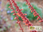 Salvia confertiflora