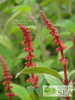 Salvia confertiflora