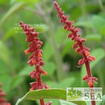 Salvia confertiflora