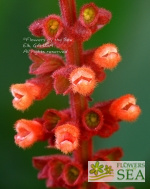 Salvia confertiflora