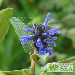 Salvia corrugata