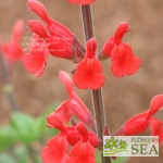 Salvia darcyi 'Pscarl'