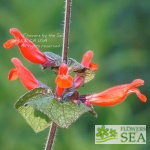 Salvia disjuncta