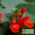 Salvia disjuncta