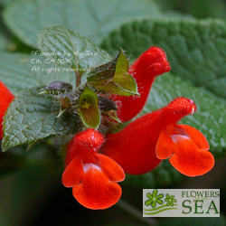 Salvia disjuncta