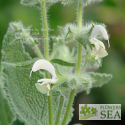 Salvia dominica