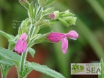 Salvia dorisiana