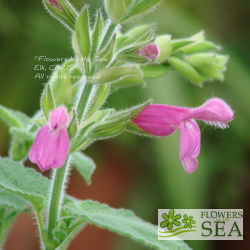 Salvia dorisiana