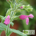 Salvia dorisiana