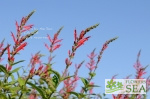 Salvia elegans