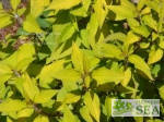 Salvia elegans 'Golden Delicious'