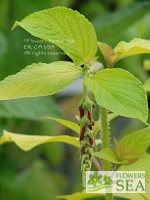 Salvia elegans 'Golden Delicious'