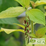 Salvia elegans 'Golden Delicious'