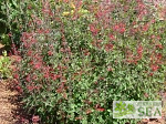 Salvia elegans 'Honey Melon'