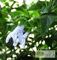 Salvia guaranitica 'Argentina Skies'