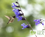 Salvia guaranitica 'Black & Blue'