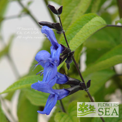 Salvia guaranitica 'Black & Blue'