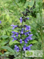 Salvia x guaranitica 'Omaha Gold'