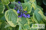 Salvia x guaranitica 'Omaha Gold'