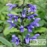 Salvia x guaranitica 'Omaha Gold'