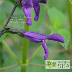 Salvia x guaranitica 'Purple Majesty'