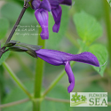 Salvia x guaranitica 'Purple Majesty'