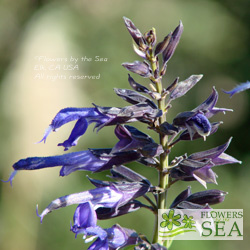 Salvia guaranitica 'Van Remsen'