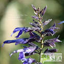 Salvia guaranitica 'Van Remsen'