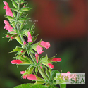 Salvia karwinskii