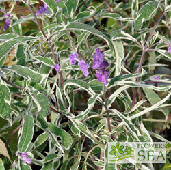 Salvia leucantha 'Variegata'