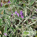 Salvia leucantha 'Variegata'