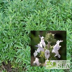 Salvia mellifera