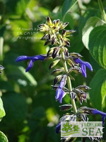 Salvia mexicana 'La Placita'