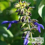 Salvia mexicana 'La Placita'