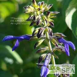 Salvia mexicana 'La Placita'