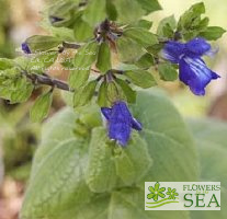 Salvia mexicana var. minor