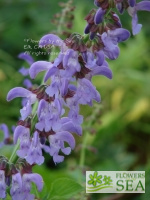 Salvia miltiorrhiza