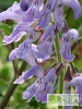 Salvia miltiorrhiza