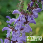 Salvia miltiorrhiza