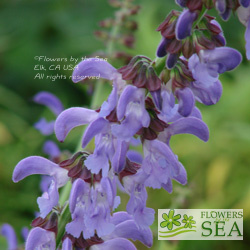 Salvia miltiorrhiza