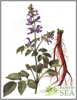 Salvia miltiorrhiza